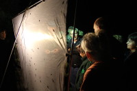 Pozorování nočních motýlů a hmyzu